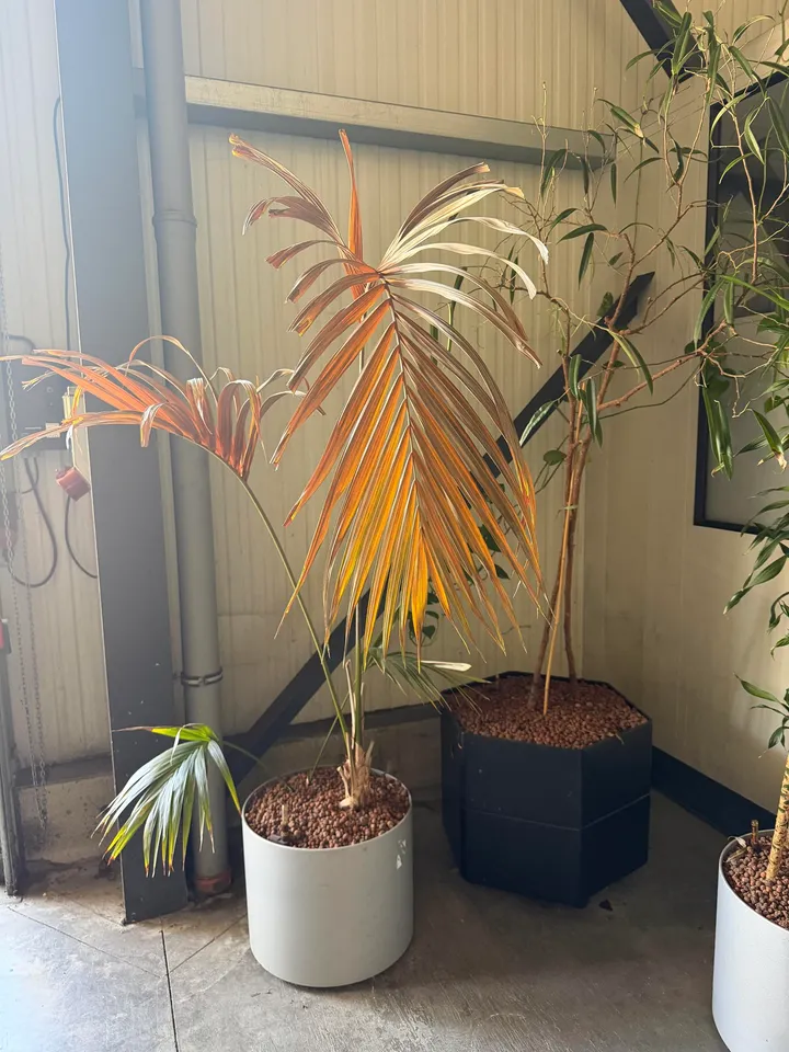 Palme und Grünpflanze in Topf